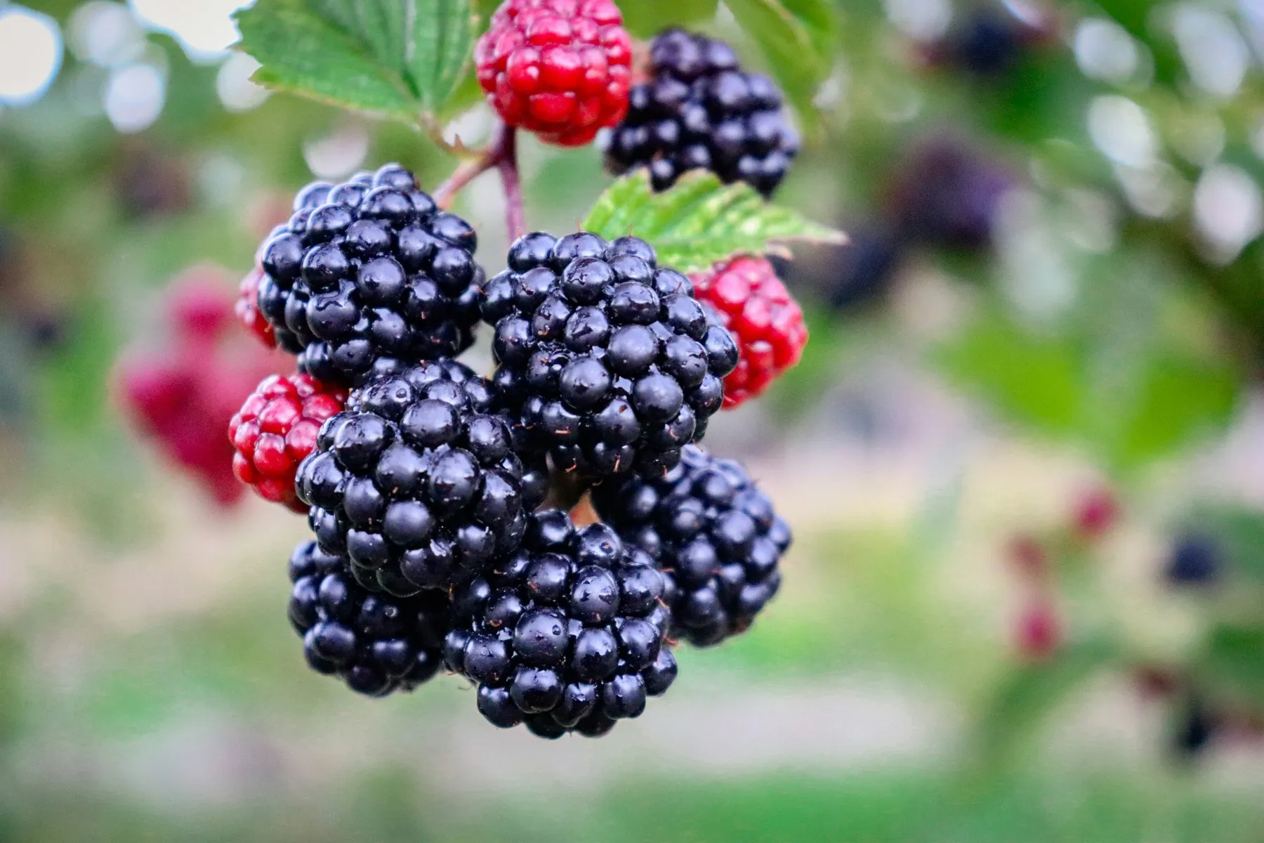 A cluster of ripe blackberries on a bramble