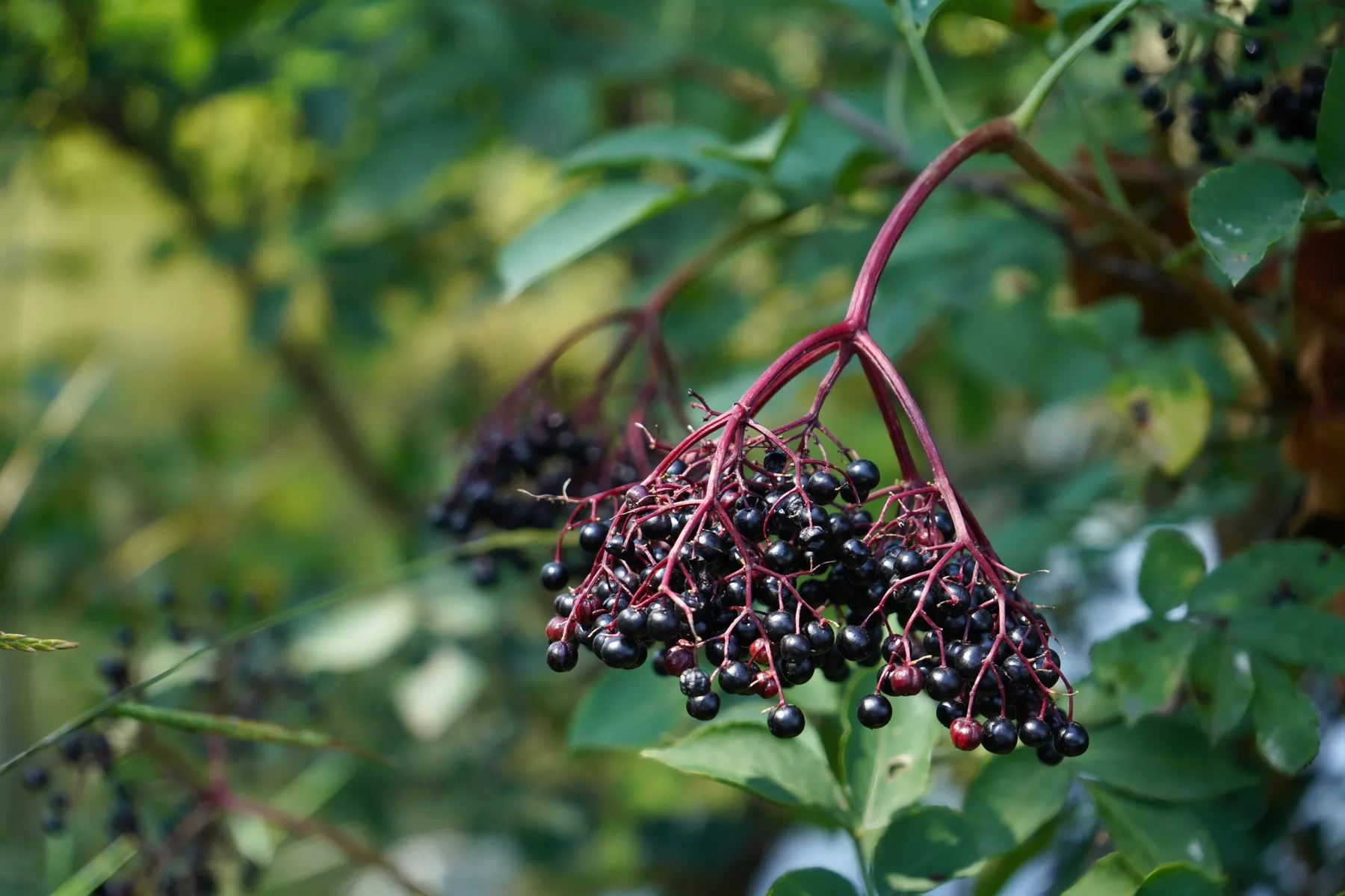 Clusters of ripe elderberries hanging from red stems