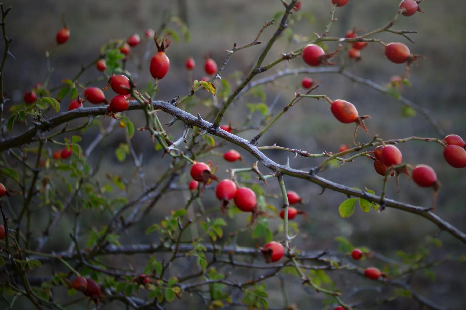 Rosehips ripening on a hedgerow branch